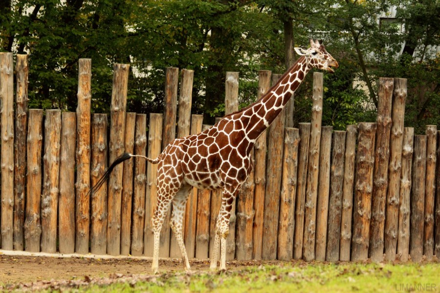 жираф.jpg